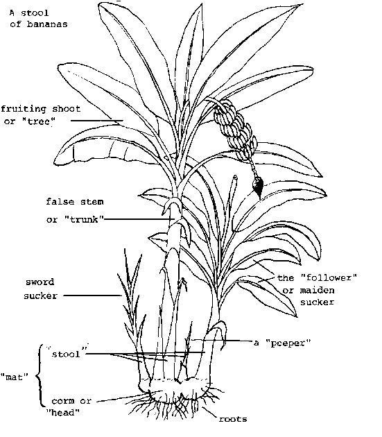 Splitting banana pups Image