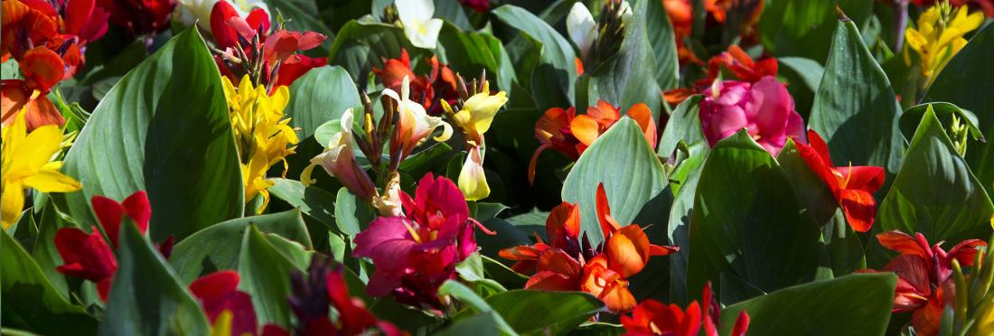 Cannas in Bloom