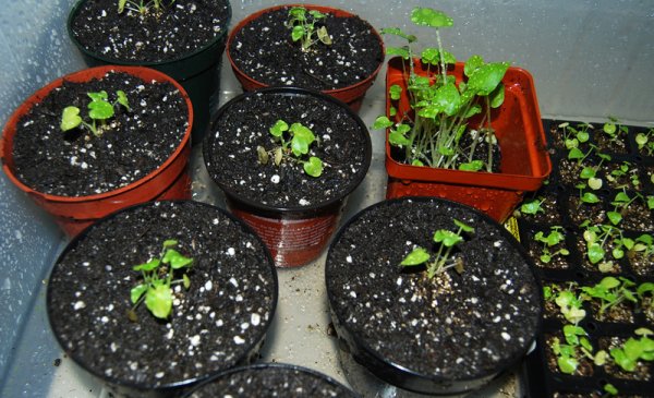Repotted Gigantea seedlings