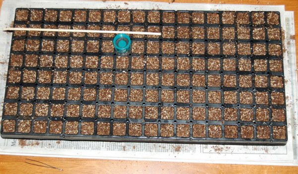 Planting in the seed tray