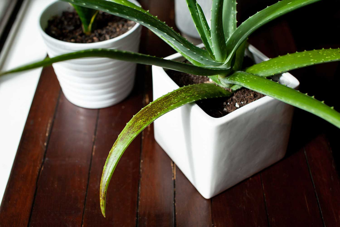 7 Signs You’re Overwatering Your Succulents Image