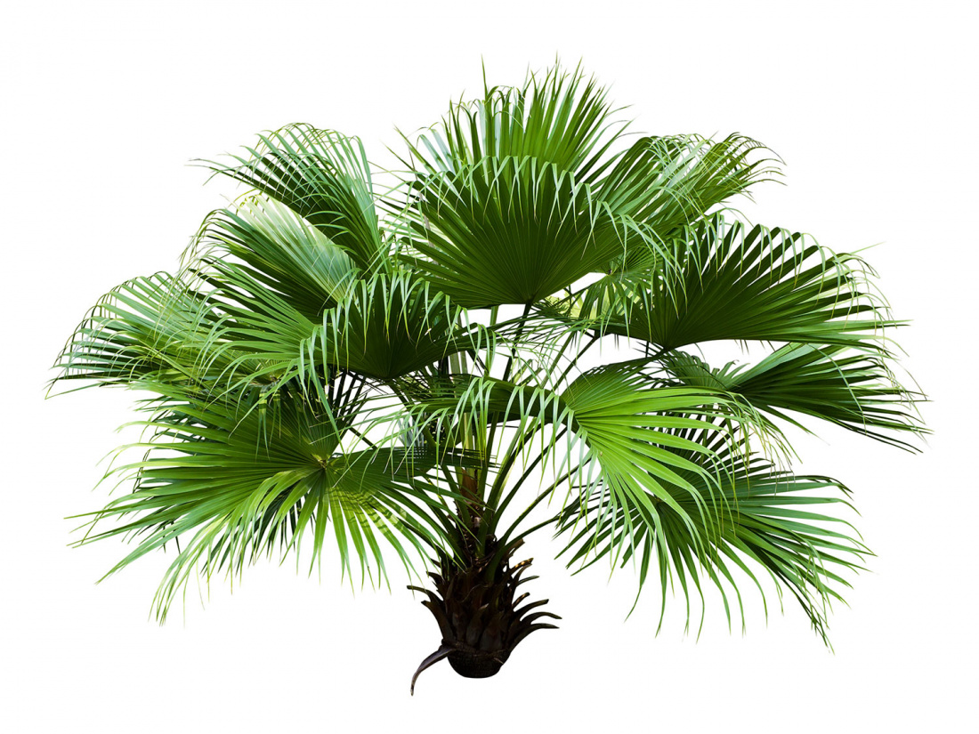 The Best Indoor Tropical Plants to Grow at Home Image