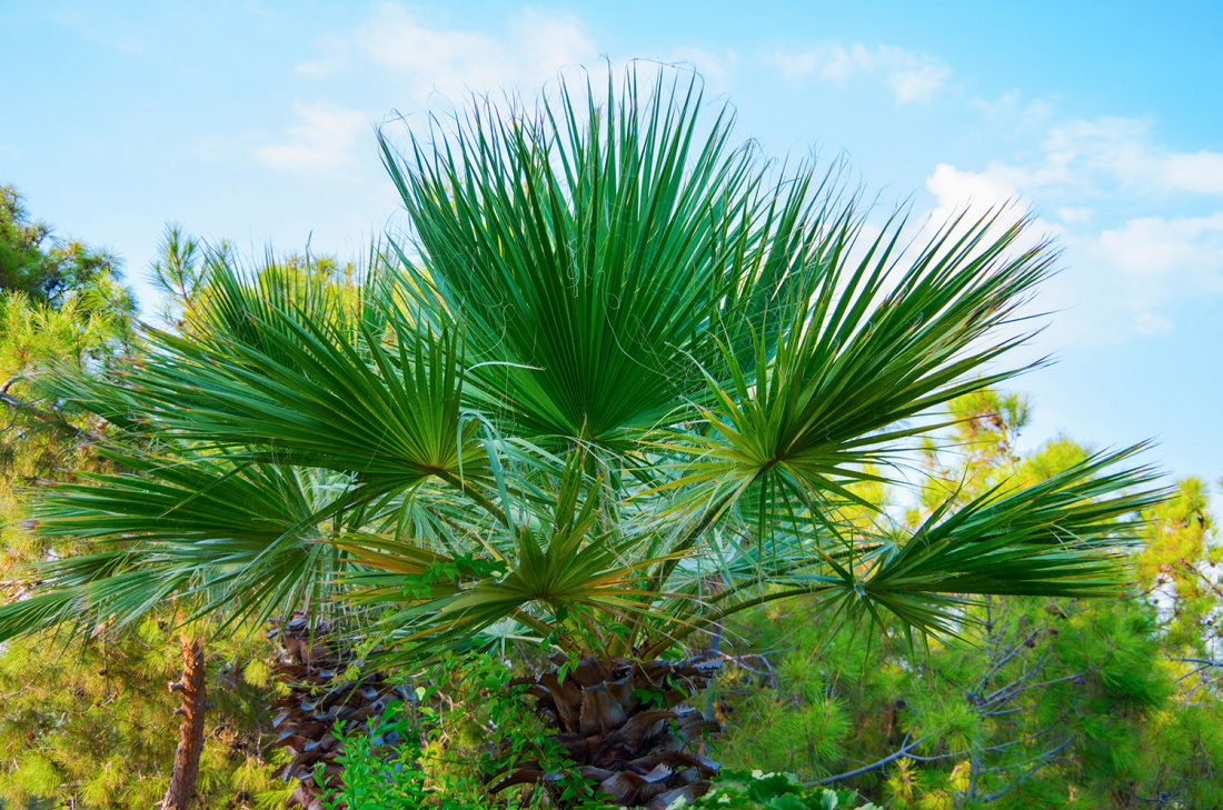 Palm Tree Growth: How Fast Will Mine Grow? Image