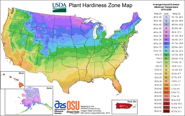 Palm Trees and Hardiness Zones - What You Need to Know About Growing Palms Successfully Image