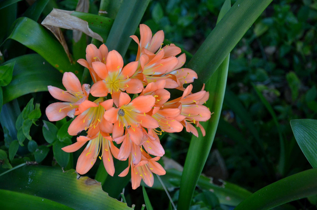 How to Grow Agapanthus from a Bulb Image