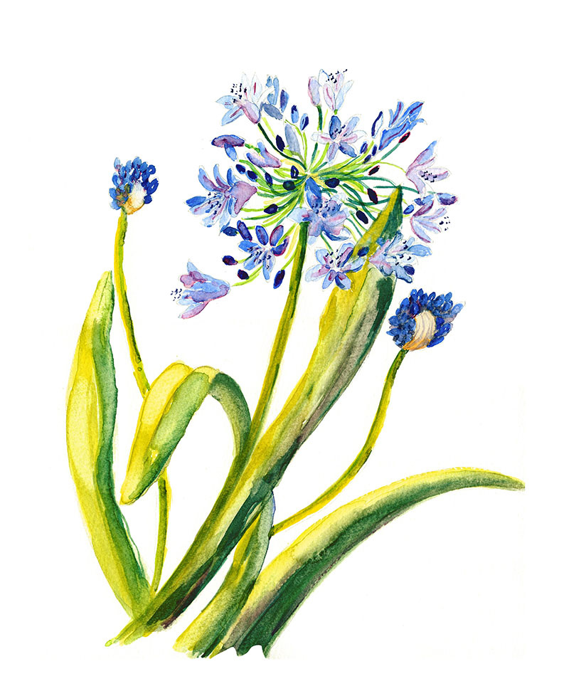 How to Grow Agapanthus from a Bulb Image