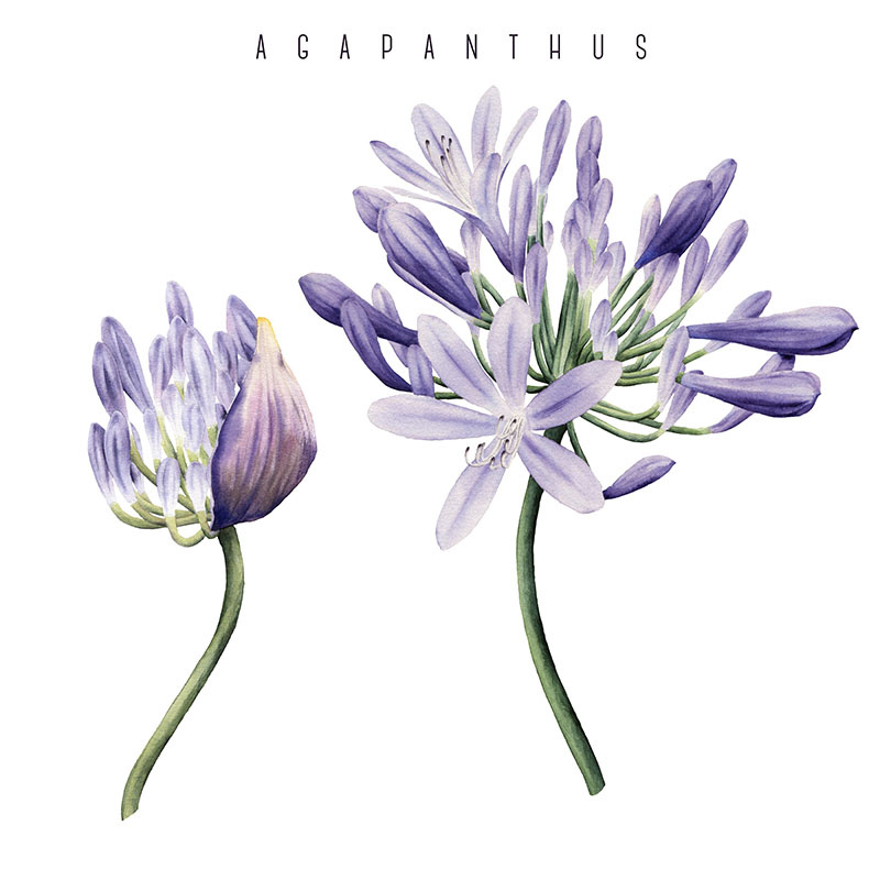 How to Grow Agapanthus from a Bulb Image