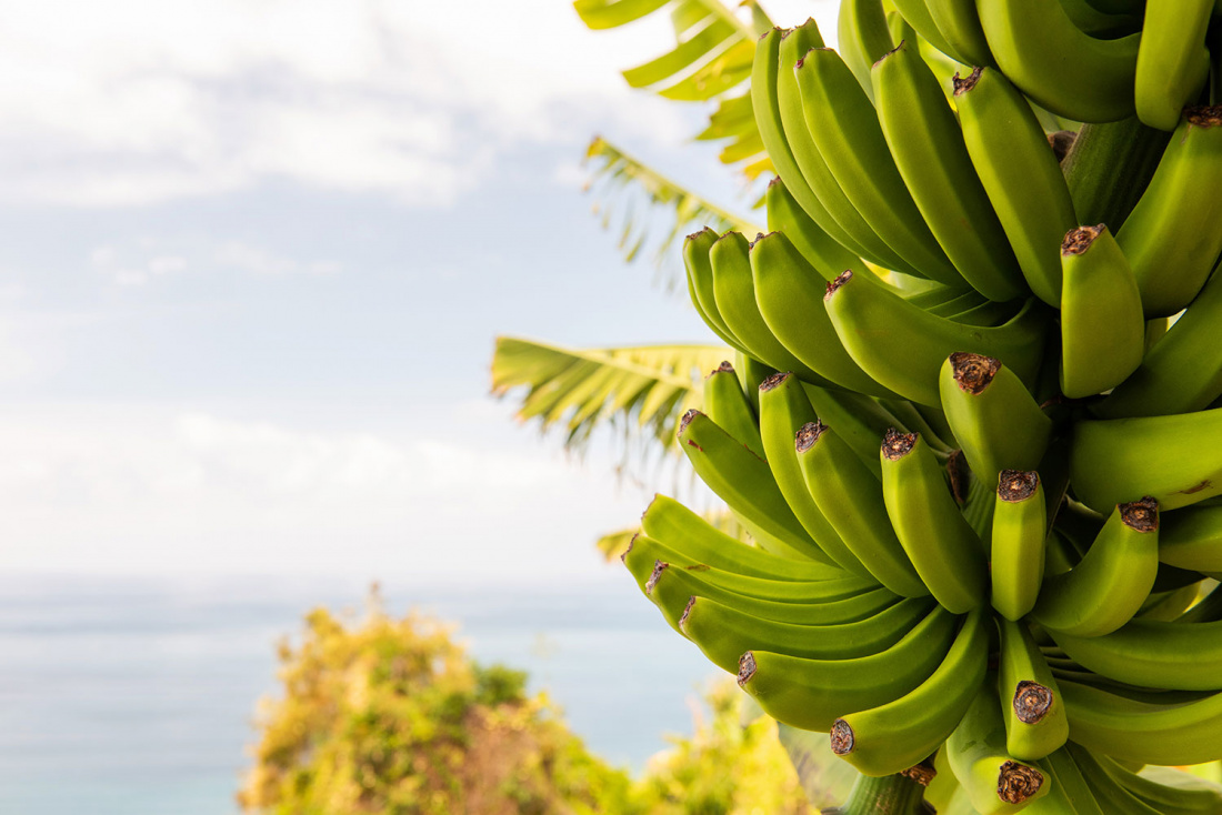 The Ultimate Guide to Planting Banana Trees Image
