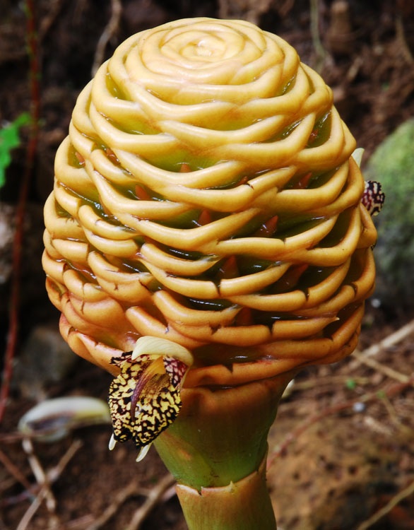 Beehive Ginger (Zingiber Spectabile) Image