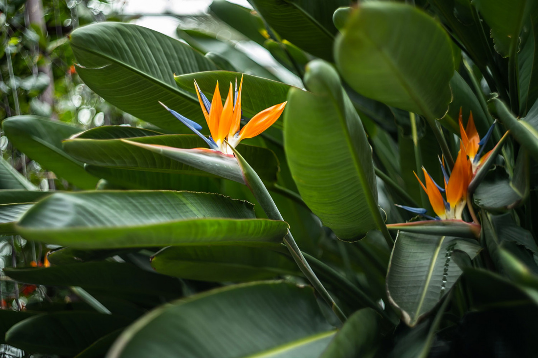 The Best Indoor Tropical Plants to Grow at Home Image