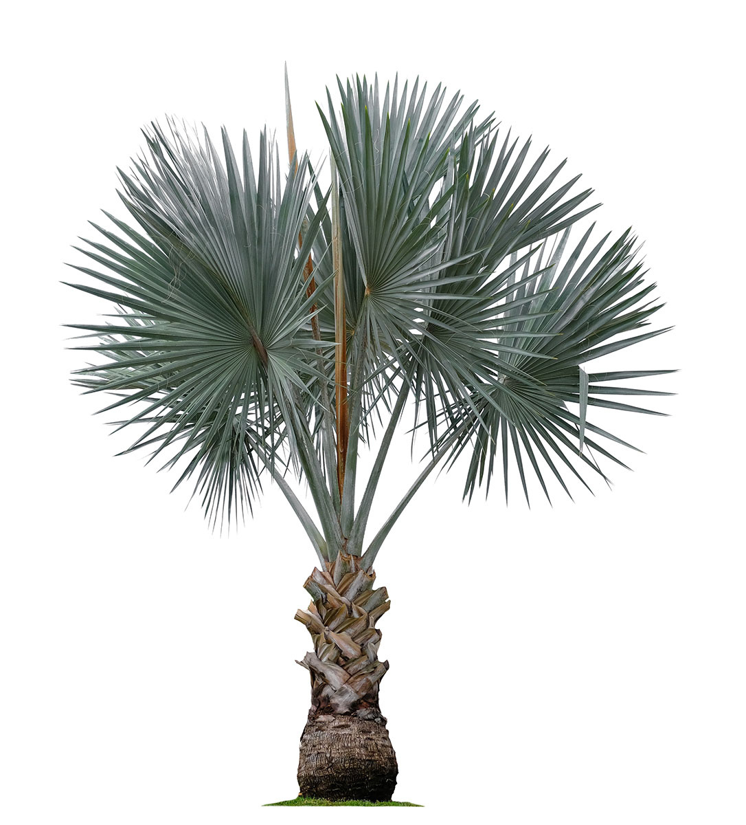 Bismarck Palm Image