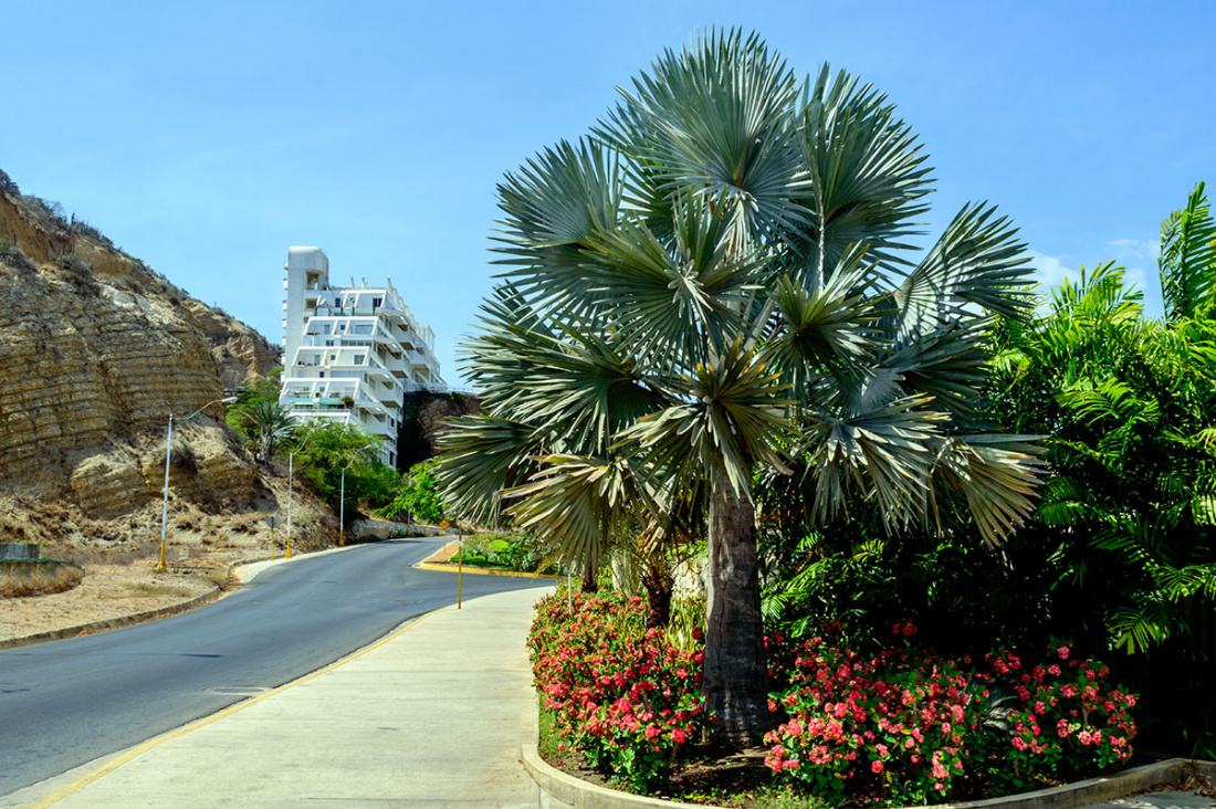 Bismarck Palm Image