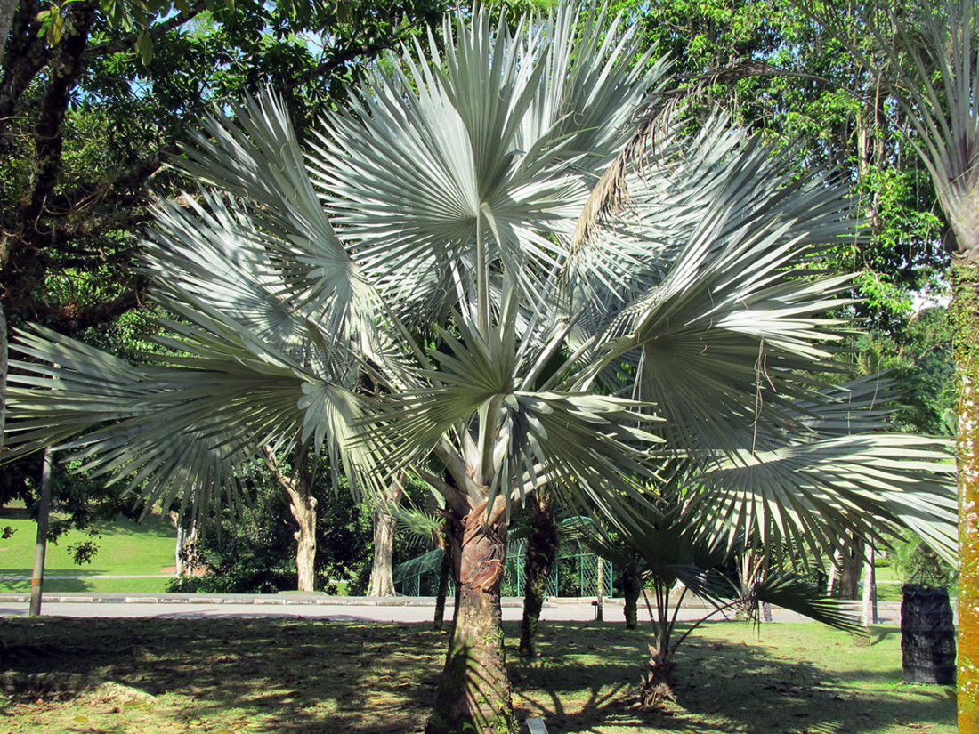 How to Grow Palm Trees in a Garden: Tips and Advice Image