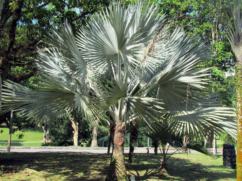 Bismarck Palm Image