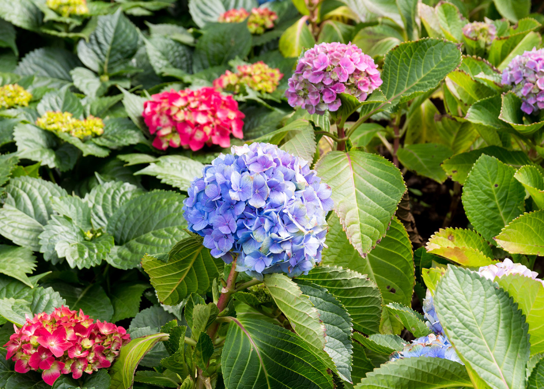 Hydrangea Care - Keep Your Flowers Healthy and Happy Image