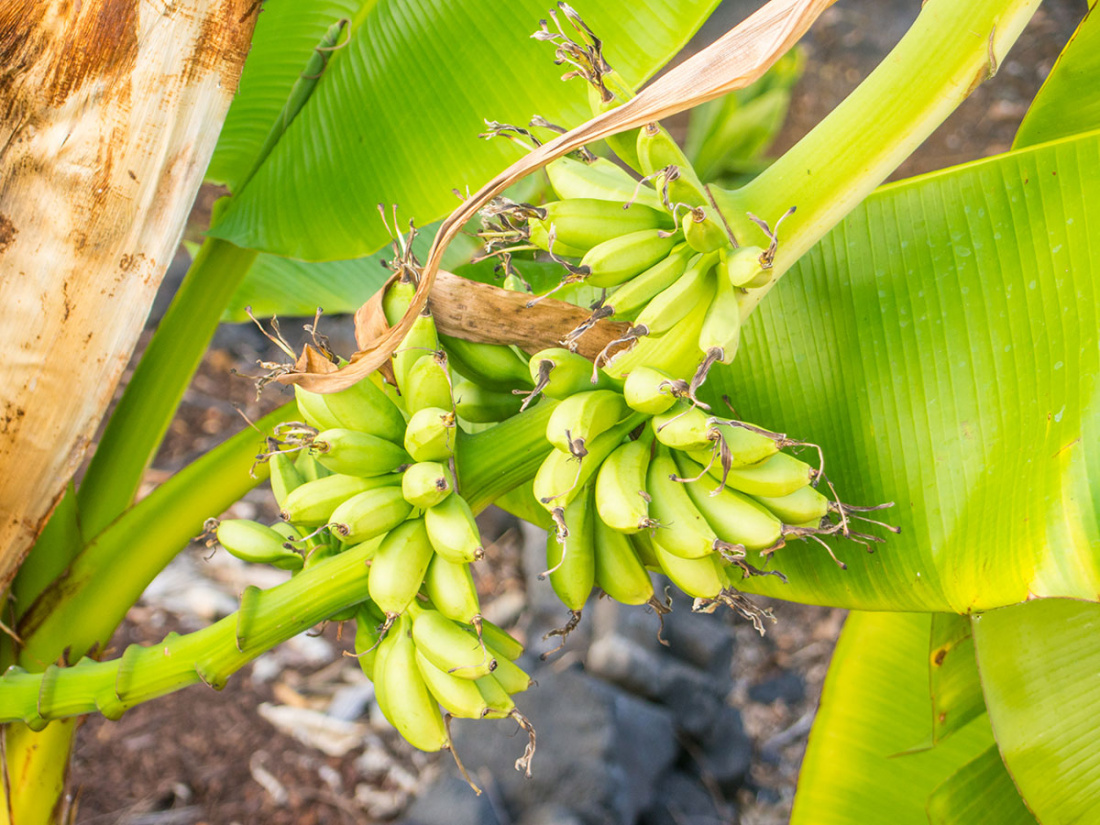 The Ultimate Guide to Planting Banana Trees Image