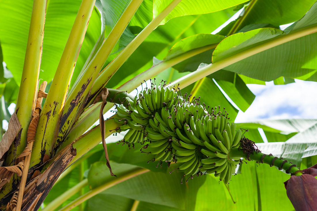 The Ultimate Guide to Planting Banana Trees