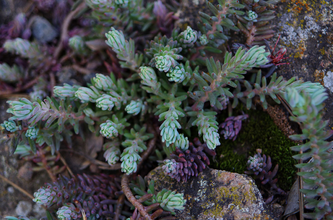 Cold-Hardy Succulents Image