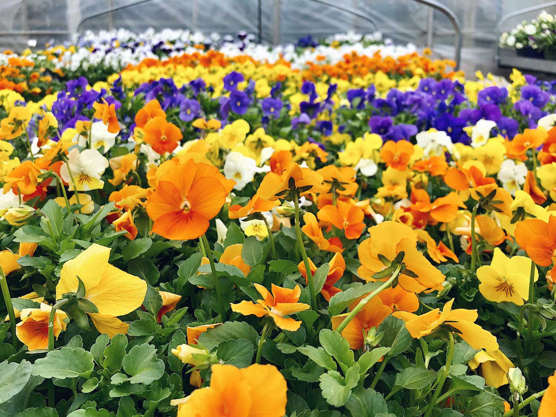 Everything You Need to Know About Annuals Image
