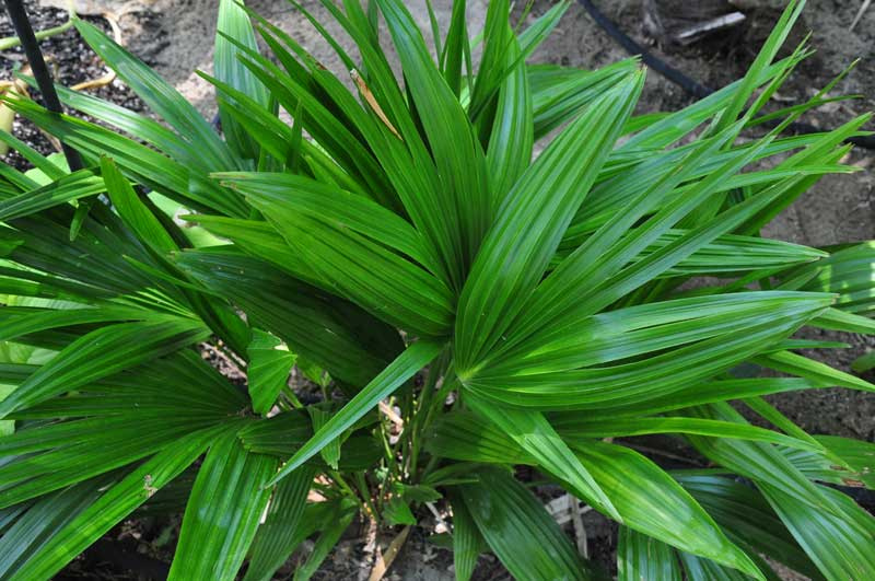 Palm Trees and Hardiness Zones - What You Need to Know About Growing Palms Successfully Image