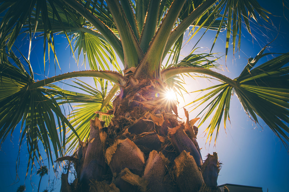 The Essential Guide to Palm Tree Care: How To Pick The Right Palm Tree Image