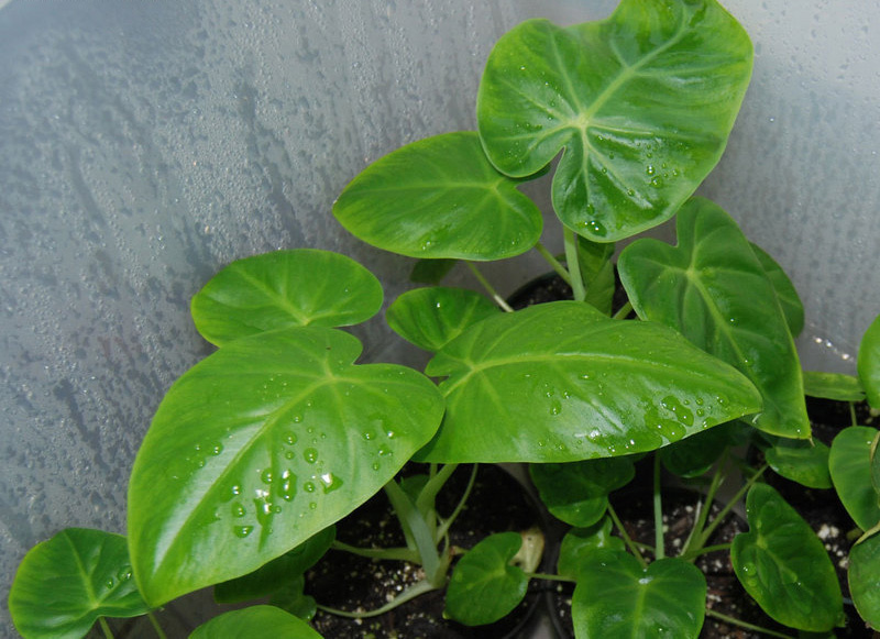 A Complete Elephant Ears Planting Guide Image