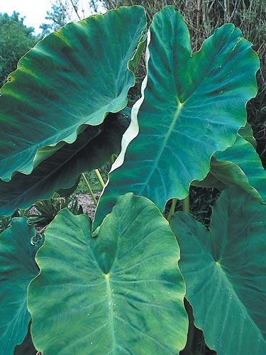 A Complete Elephant Ears Planting Guide Image