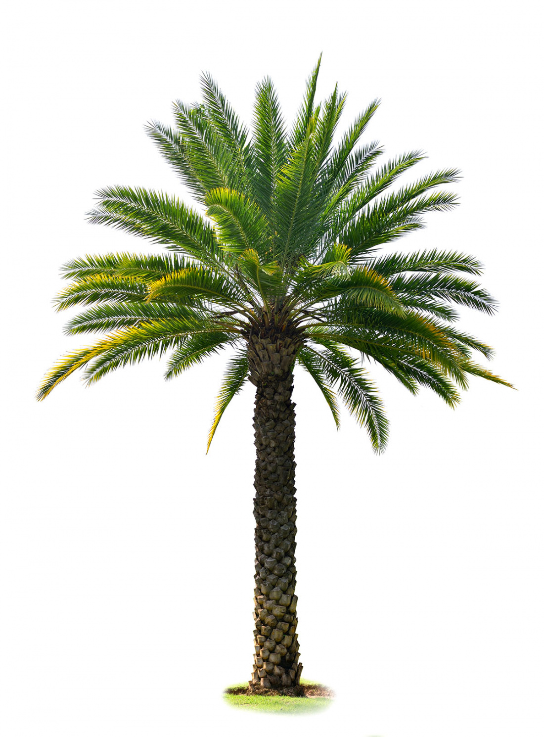 This is How to Prune a Date Palm Tree Image