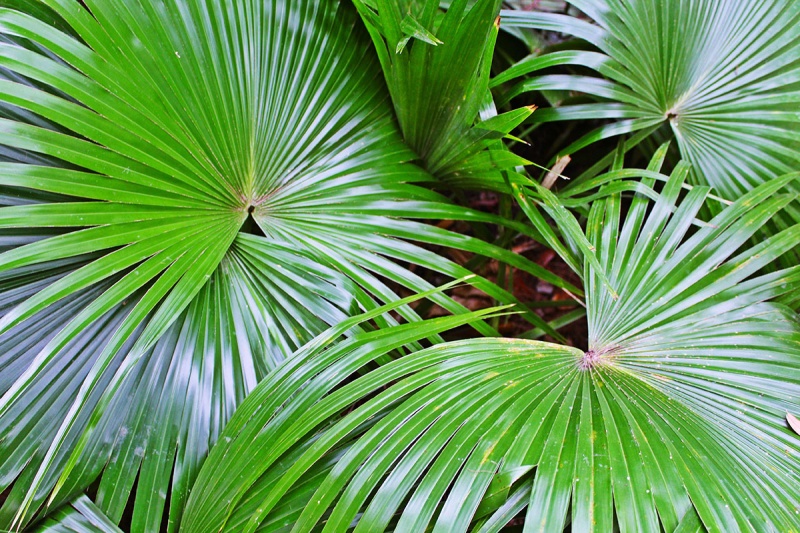 Dwarf Palmetto (Sabal Minor) Image