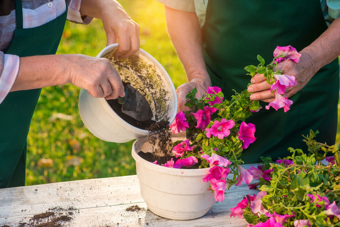 Container Gardening for Beginners: A Complete Guide Image
