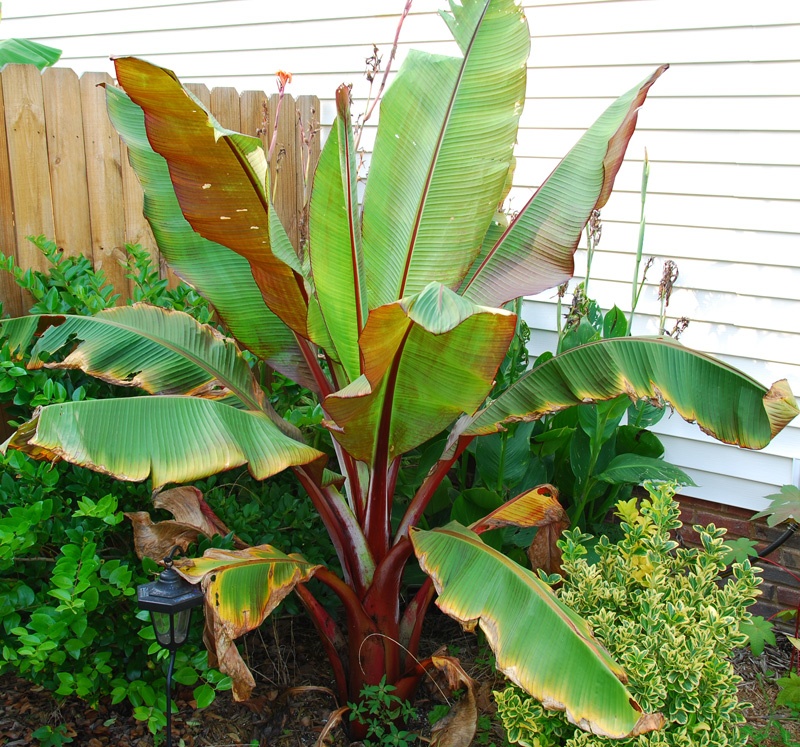 False Banana, Red Abyssinian Banana, Ensete (Ensete Ventricosum) Image