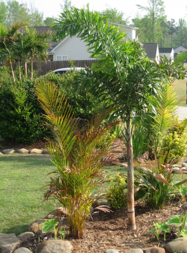 Foxtail Palm (Wodyetia Bifurcata) Image