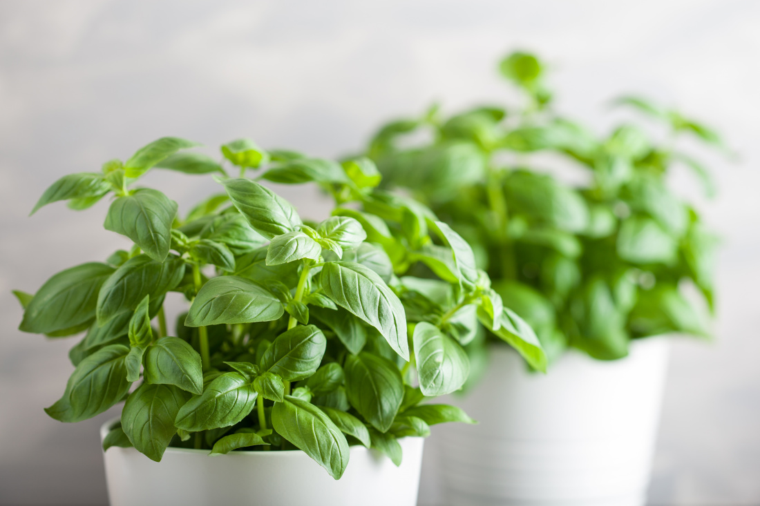 Why You Should Grow Your Own Herbs Image