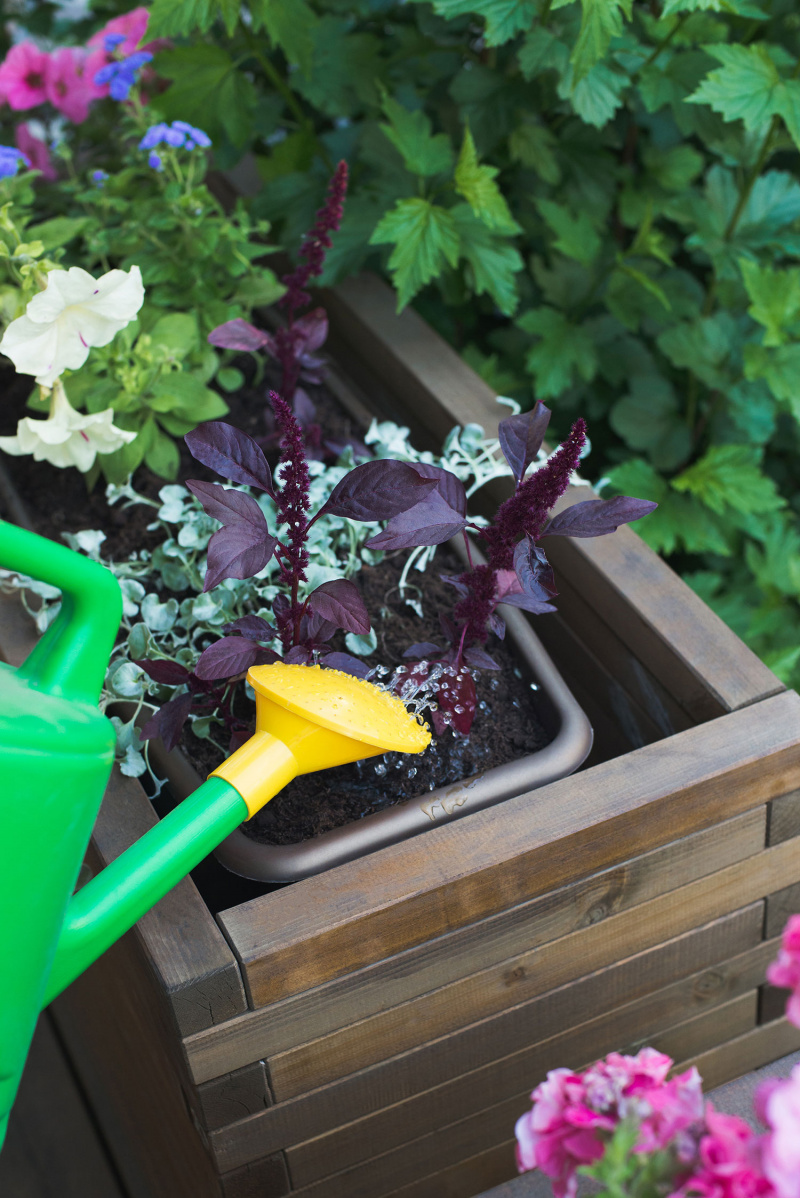 Container Gardening for Beginners: A Complete Guide Image