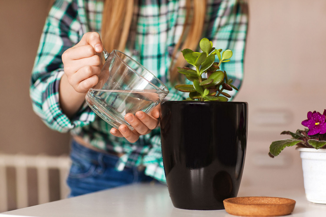 5 Indoor Gardening Tips for Healthy Houseplants Image