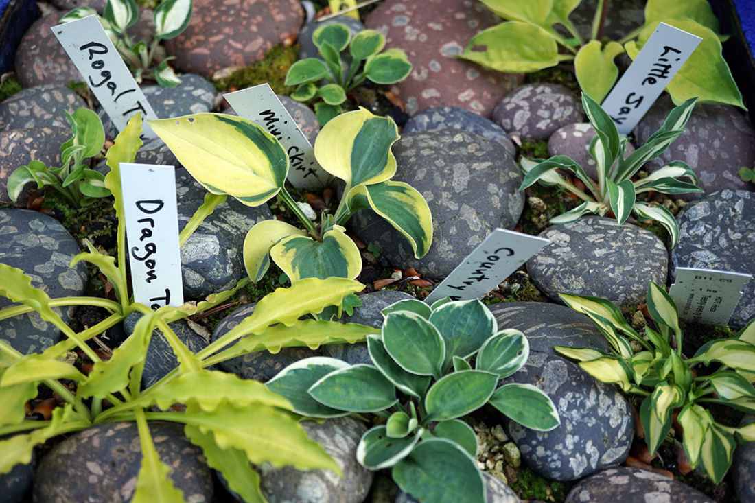 Can Hostas Withstand a Freeze? Image