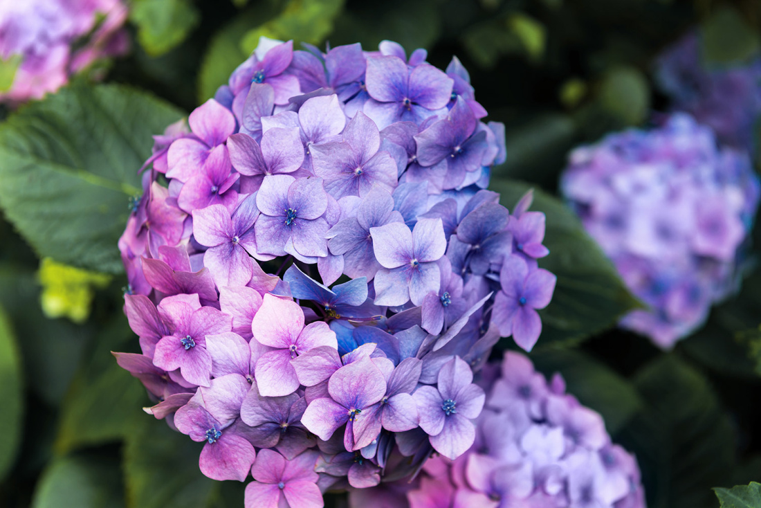 Hydrangea Care - Keep Your Flowers Healthy and Happy Image
