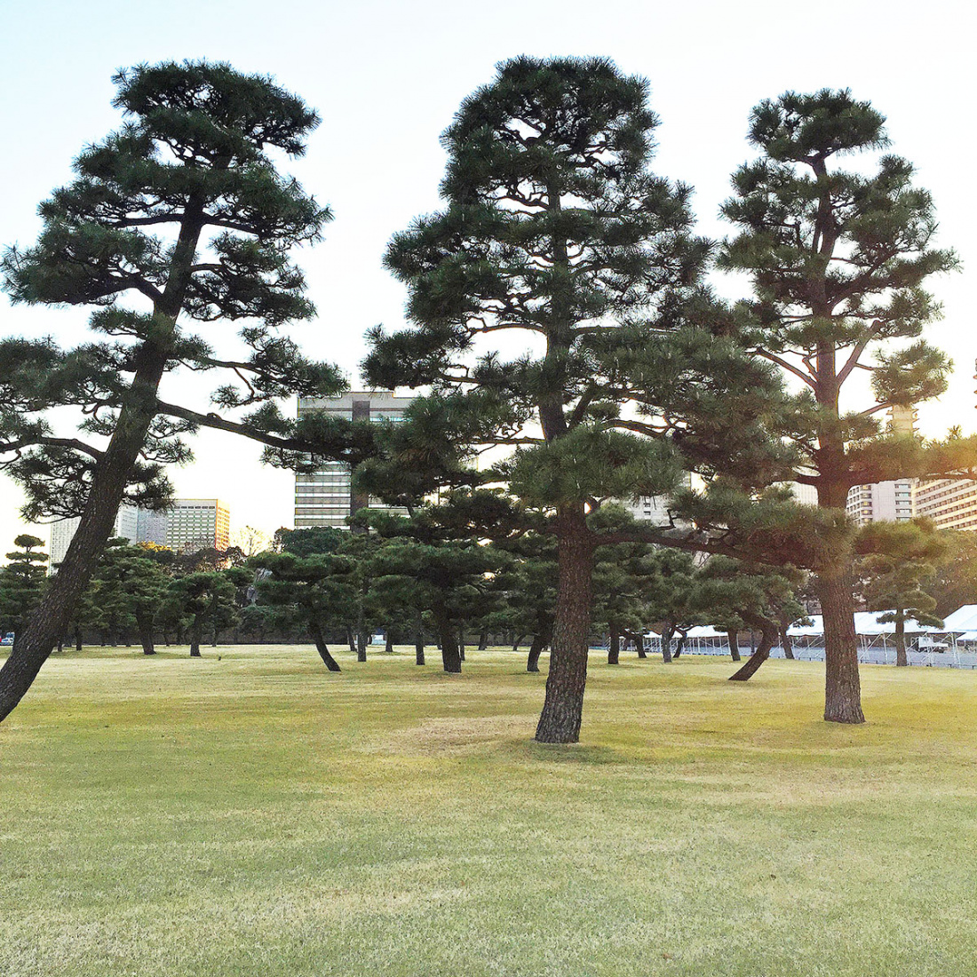 How to Grow a Japanese Umbrella Pine Image