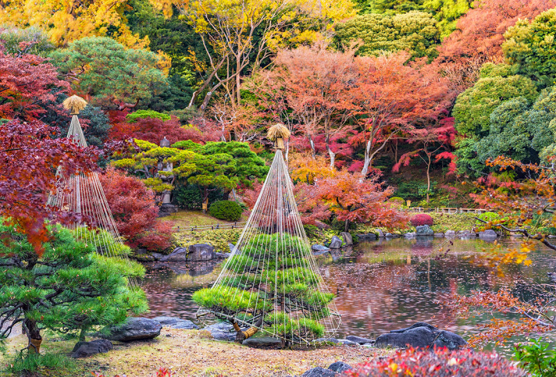 How to Grow a Japanese Umbrella Pine Image