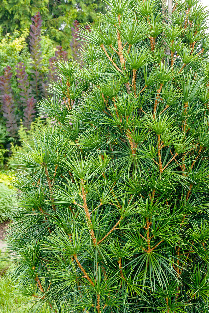 How to Grow a Japanese Umbrella Pine Image