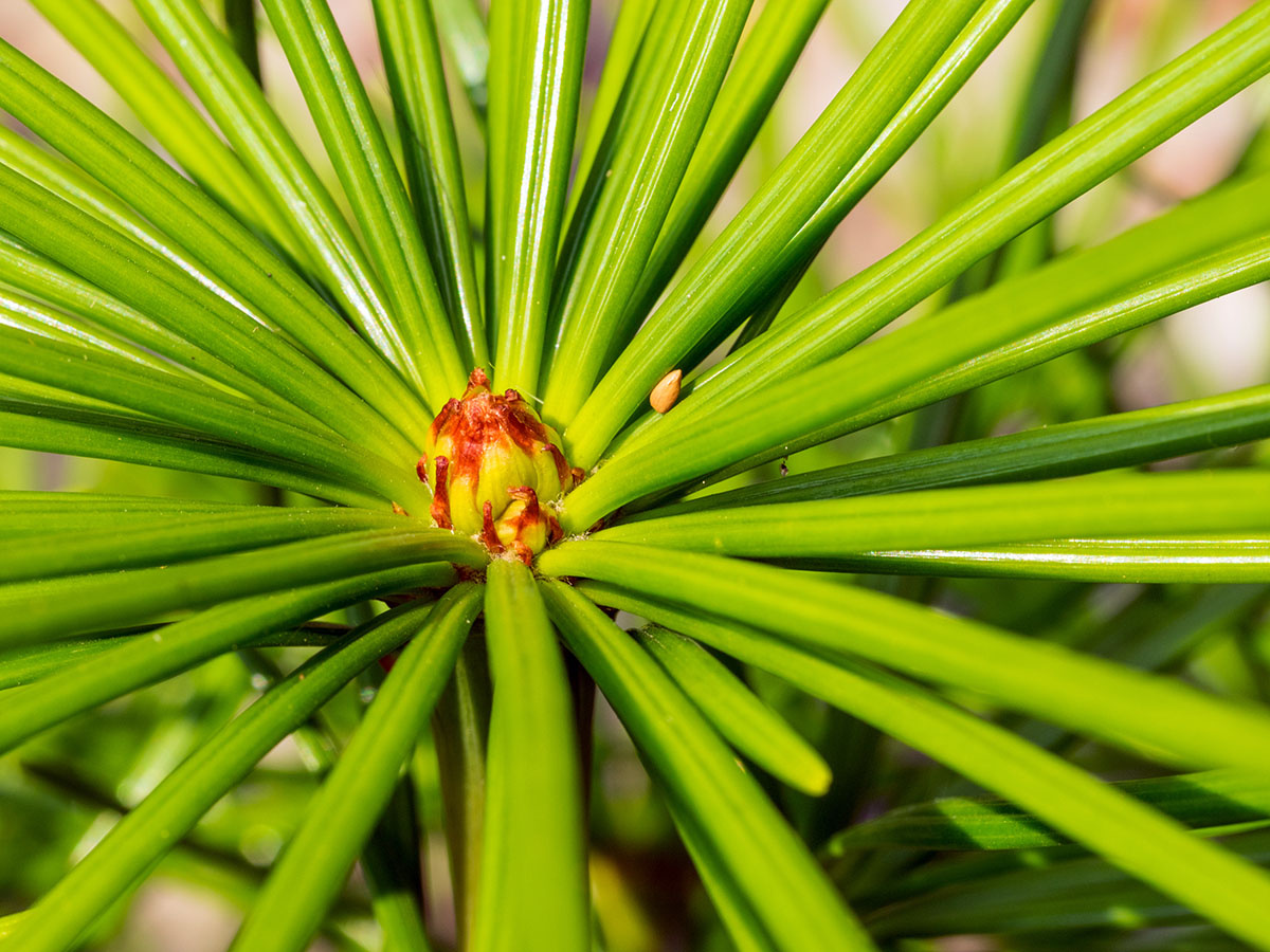 How to Grow a Japanese Umbrella Pine Image