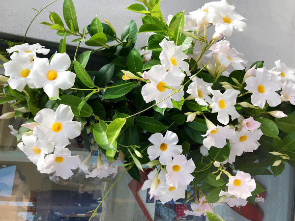 How To Overwinter A Mandevilla Plant Image