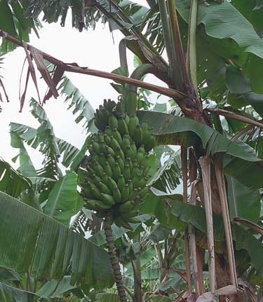 Pisang Ceylon Banana Image