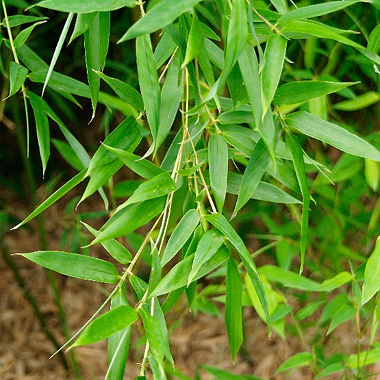 Phyllostachys nuda, Nuda Bamboo, Nude Sheath bamboo (Phyllostachys Nuda) Image