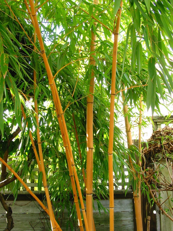 Giant Vivax Bamboo, Running Bamboo (Phyllostachys Vivax) Image