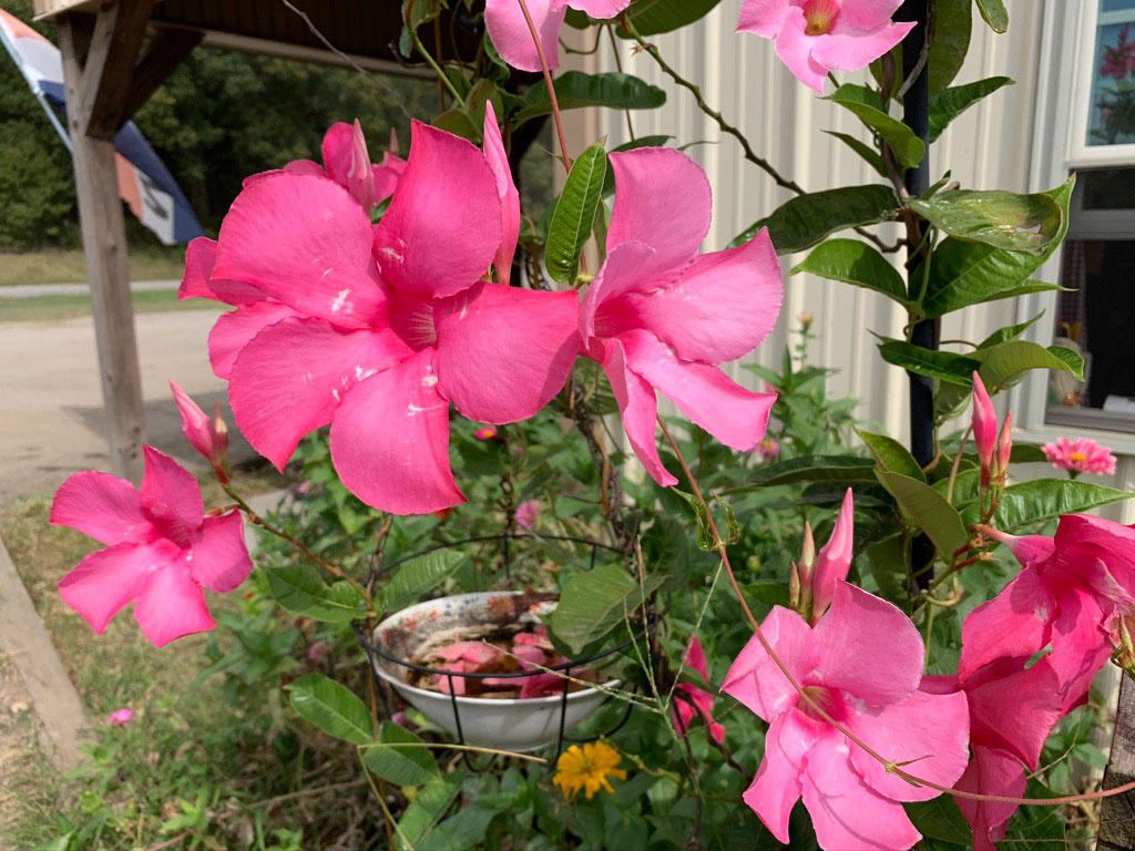 How To Overwinter A Mandevilla Plant Image