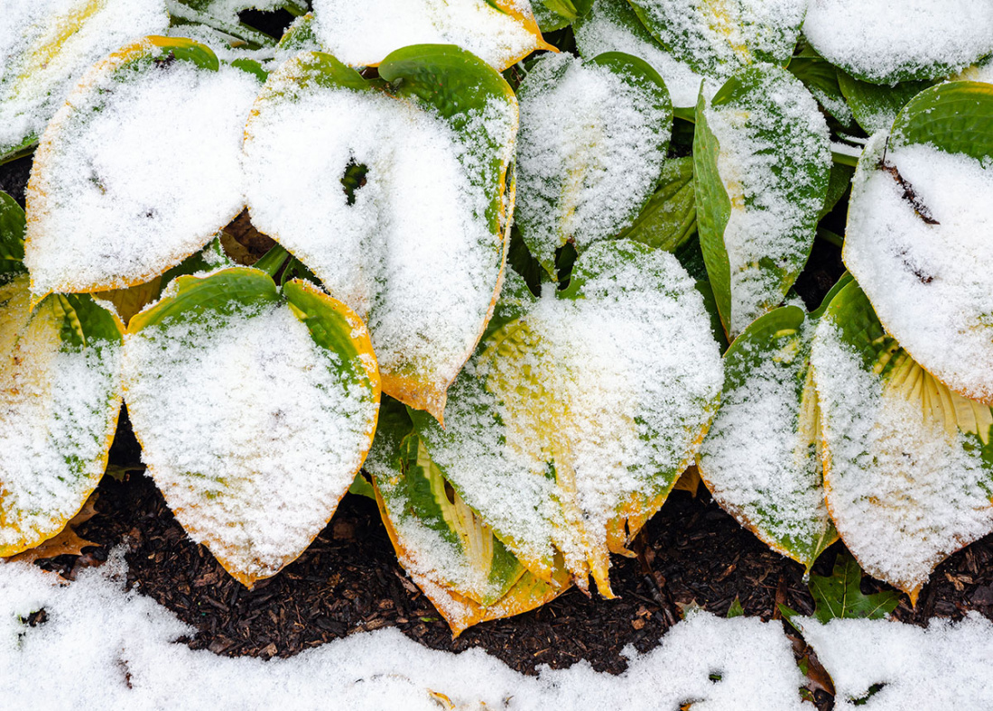 Can Hostas Withstand a Freeze? Image