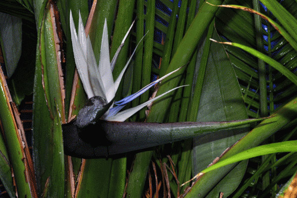 White Bird of Paradise Image