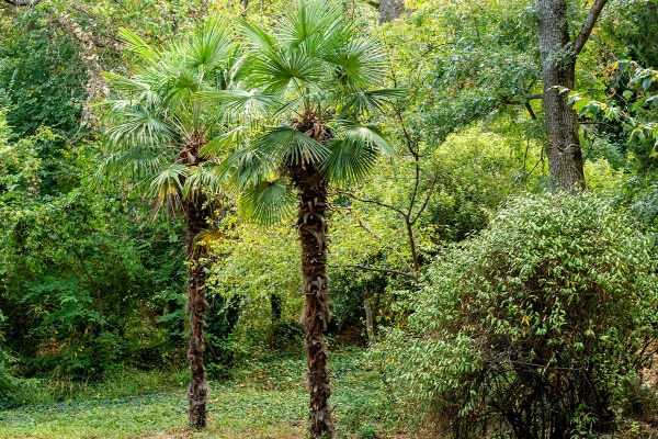 Windmill Palm, Chusan Palm (Trachycarpus Fortunei) Image
