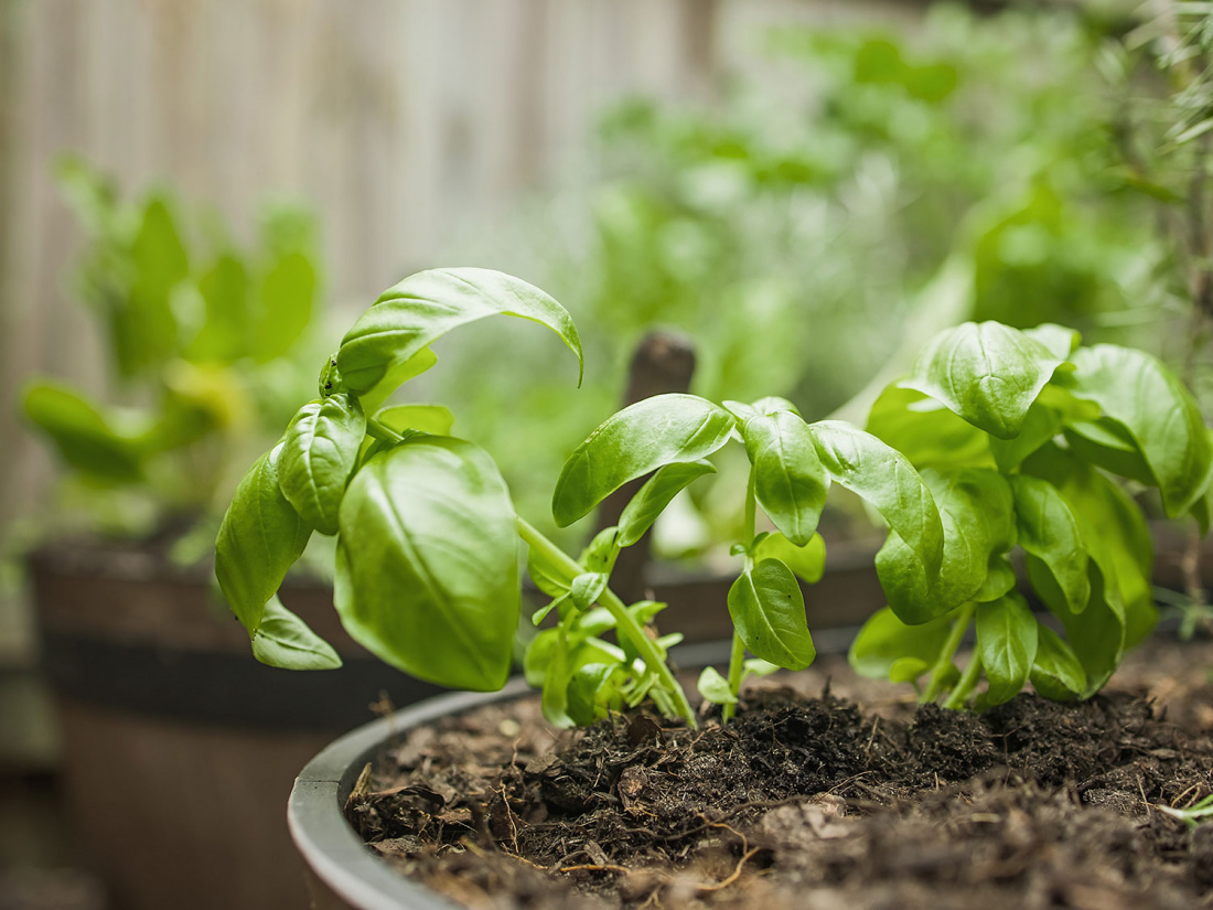 Why You Should Grow Your Own Herbs Image